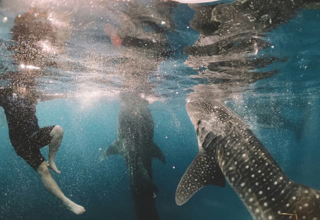 img2-https://unsplash.com/photos/whale-shark-swimming-near-person-under-water-wPSwjBLizds